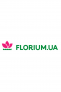 Florium.Ua: Гортензия Little Blossom (саженцы) -40%